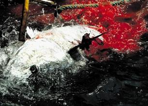 Handelsverbod tonijn afgeschoten