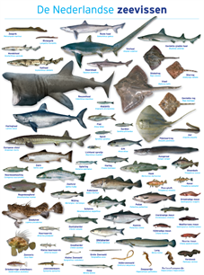Herdruk zeevissengids en -poster