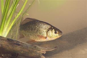 Het ruikt hier naar roofvis