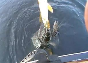 Hoe een schildpad een snoek vangt (video)