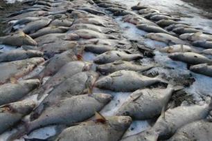 Honderden vissen gestikt onder het ijs