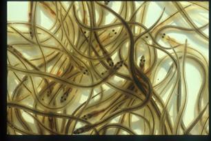 Hoofdprijs voor glasaal