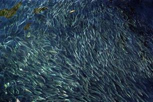 Industrievisserij bedreigt voedselketen