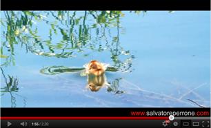 Jagende baarzen pakken libelles (video)
