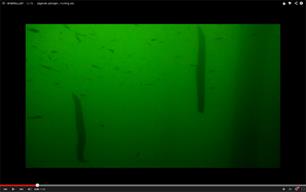 Jagende paling, bijzondere beelden (video)