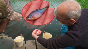 Japanse stijl: Tanago vissen op speciale visjes (video)