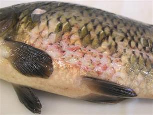 Karpersterfte in Nederland : Nederlands instituut onderzoekt karperziektes