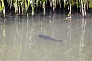 Karpervissen: leuk en actief karpervissen