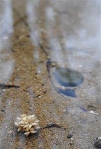 Karpervissen: 'Made' in England