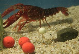 Karpervissen: Wapen je tegen kreeft