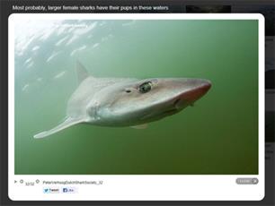 Kijktip: Studio Max over haaien in Nederland (video)