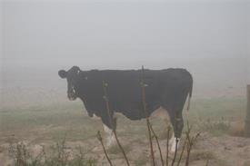 Koe in de mist