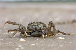 Krabben aan de haak - de wolhandkrab (video)