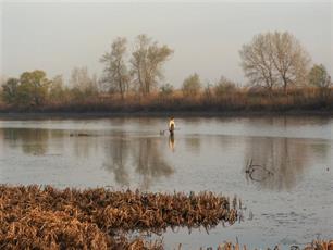 Leren van de Wolga : Vloedvlaktes blijken belangrijk voor vis