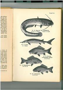 Leven als een karper