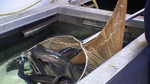 Meerjarig onderzoek naar palingstand