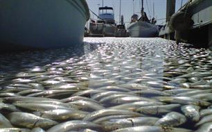 Miljoenen dode vissen in haven Redondo Beach