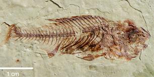 Miljoenen jaren oude fossielen van vissen ontdekt