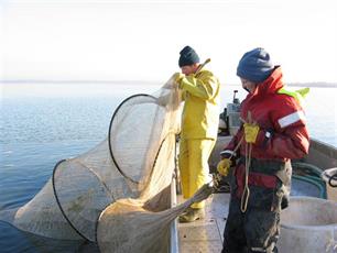 Nederlandse beroepsbinnenvisserij : Kleine sector, volop in beweging