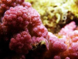 Nieuw onderzoek voorziet volledig uitsterven koraal