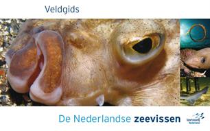 NIEUW: Veldgids + poster Nederlandse zeevissen (video)