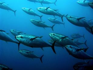 Noren op tonijn