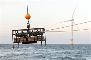 Oesterriffen in windpark op Noordzee geplaatst