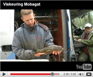 Onderzoek gezondheid vissen Mobagat (video)