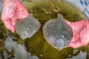 Onderzoek uitgelicht - platvis in de polder