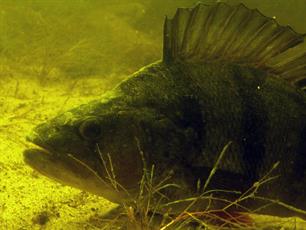 Onderzoekers: vis lokt vrouwtjes met geschreeuw tot wel 192 decibel