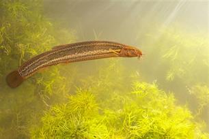 Op jacht naar DNA: Effectief zoeken naar grote modderkruiper