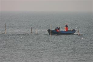 Op weg naar een duurzame IJsselmeervisserij : Visstandbeheercommissie in wording