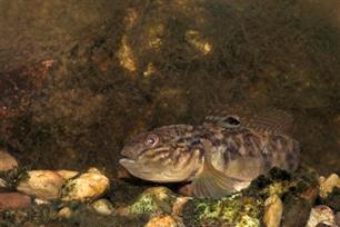 Opmars van de grondels