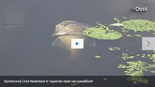 Opperste staat van paraatheid: Sportvisserij Oost-Nederland probeert massale vissterfte te voorkomen