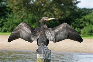 Orka's en schapengaas tegen aalscholver