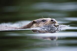 Otters eisen veilige visfuiken