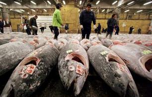 Over een paar jaar is alle tonijn in de zee gewoon op