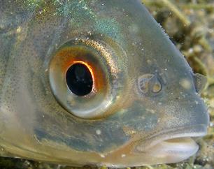 Parasitaire worm bestuurt vis na binnendringen oogbal
