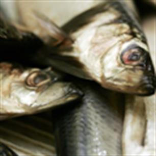 Per 2011 alleen duurzame vis in de supermarkten