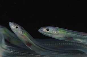 Portret van een bizarre vis ; Mysterie aal bijna ontrafeld