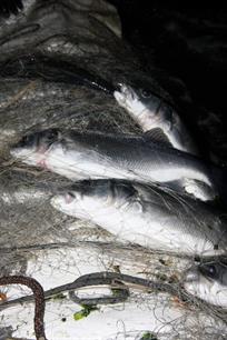 Recreatieve staand wantvisserij strijdig met zeebaarsmaatregelen