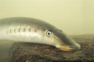 Rivierprik: een vergete trekvis in de Maas