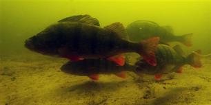 Roofvissen: baarsvissen nieuwe stijl