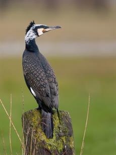 Roofvissen - gevleugelde viseters