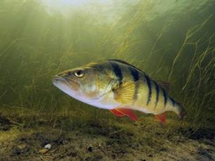 Roofvissen: lichte loodkoppen, zware baarzen