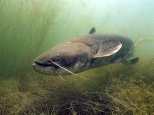 Roofvissen - Meerval mania