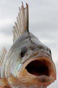 Roofvissen - Stekels omhoog!