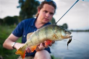 Roofvissen - zomerbaarzen