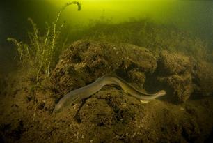 Ruim baan voor paling in Groningen en Noord-Drenthe : Kansen regionaal aalbeheer onderzocht 