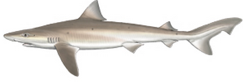 ruwe haai